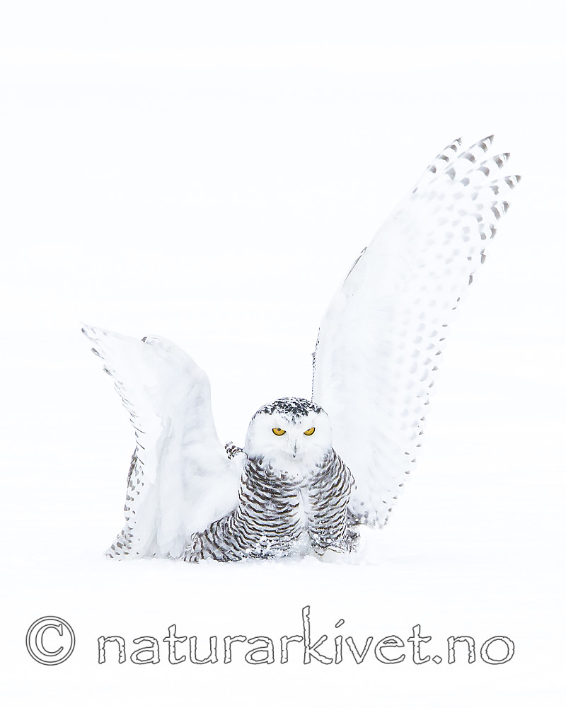KA_120322_0430 / Bubo scandiacus / Snøugle