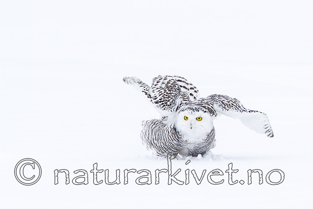 KA_120322_0433 / Bubo scandiacus / Snøugle