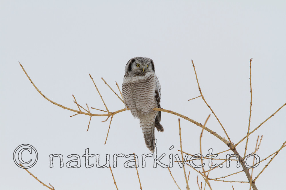 KA_120323_0463 / Surnia ulula / Haukugle