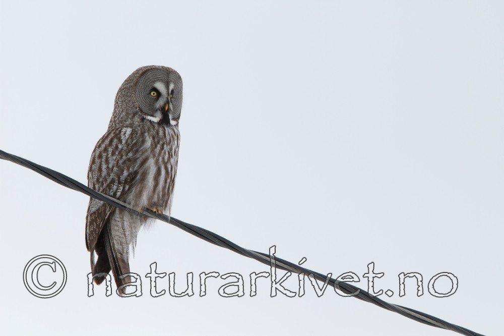 KA_120323_0466 / Strix nebulosa / Lappugle