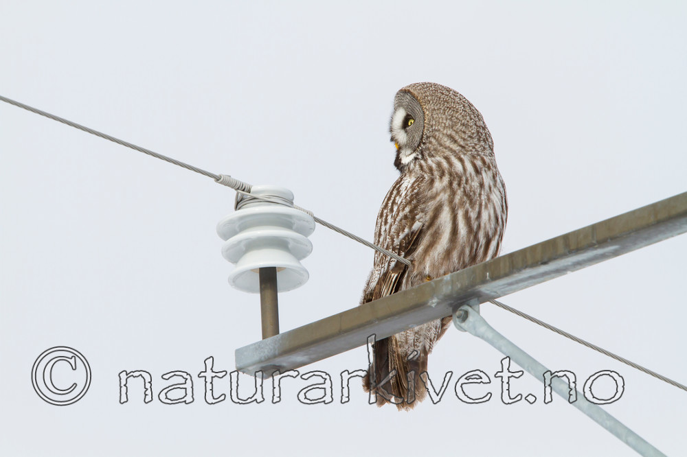 KA_120323_0493 / Strix nebulosa / Lappugle