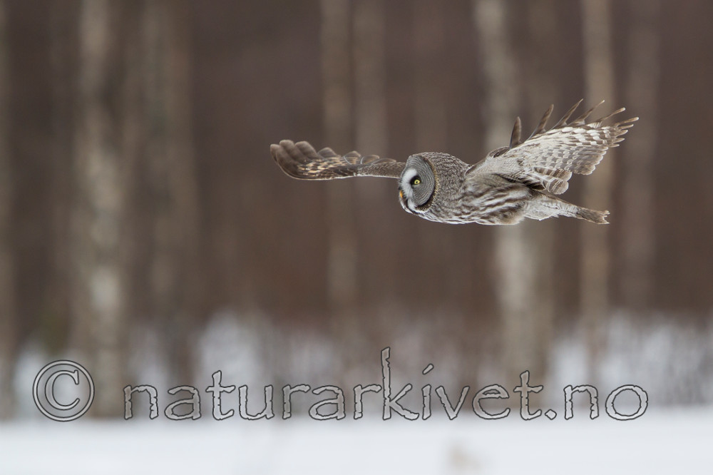 KA_120323_0531 / Strix nebulosa / Lappugle