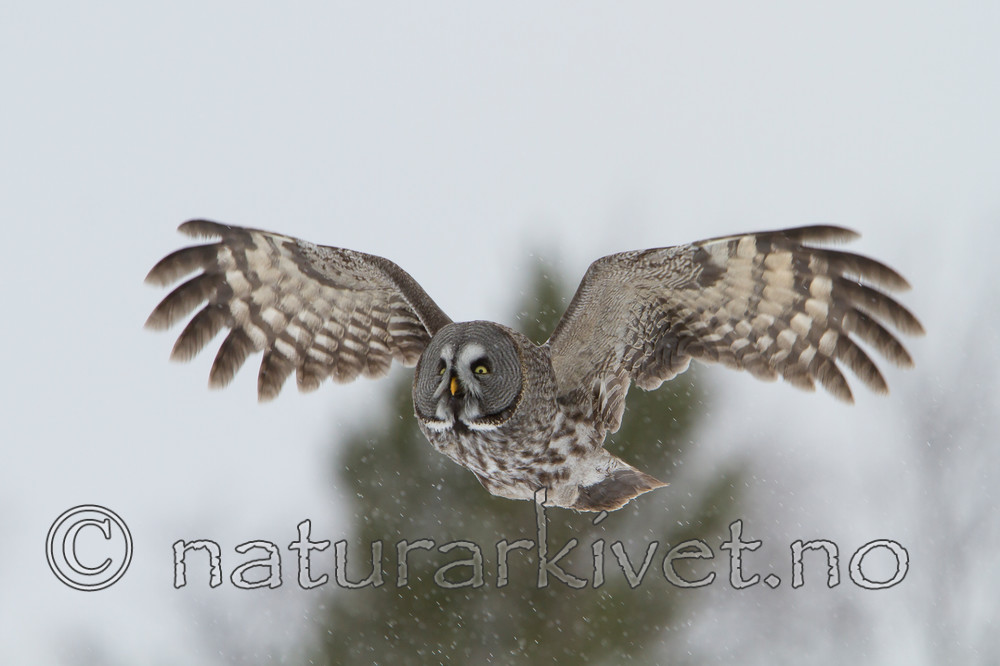 KA_120323_0569 / Strix nebulosa / Lappugle