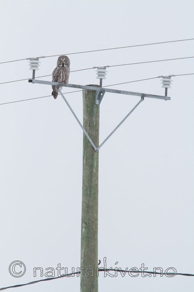 KA_120323_0585 / Strix nebulosa / Lappugle