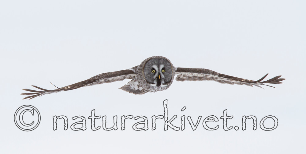 KA_120323_0595 / Strix nebulosa / Lappugle