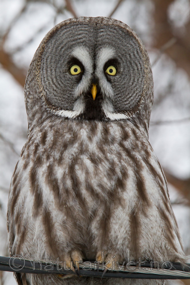 KA_120323_0618 / Strix nebulosa / Lappugle