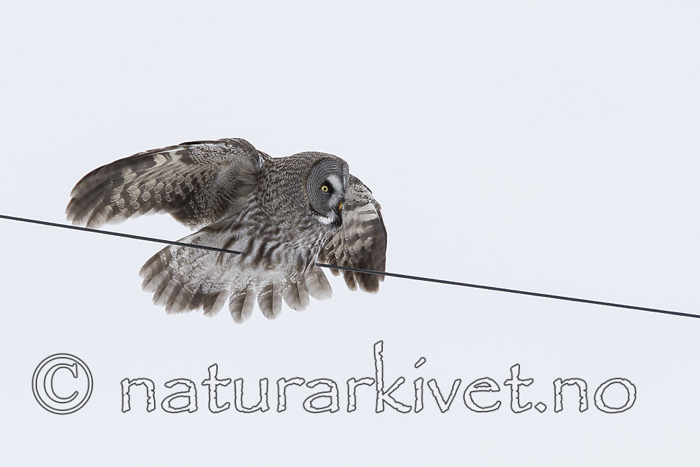 KA_120323_0677 / Strix nebulosa / Lappugle