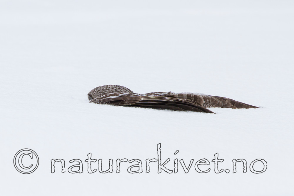 KA_120323_0714 / Strix nebulosa / Lappugle