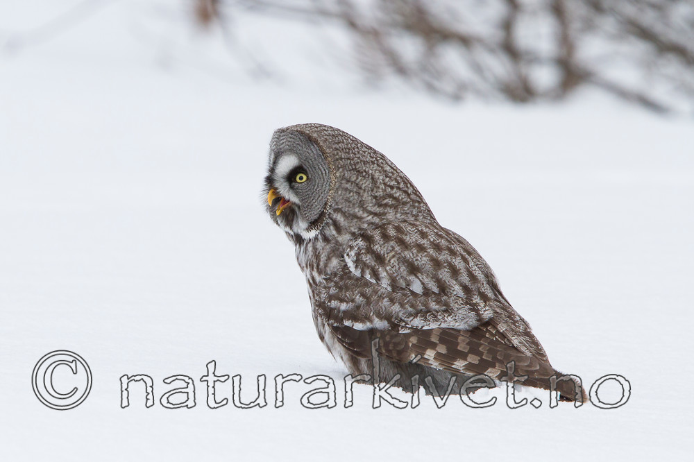 KA_120323_0727 / Strix nebulosa / Lappugle