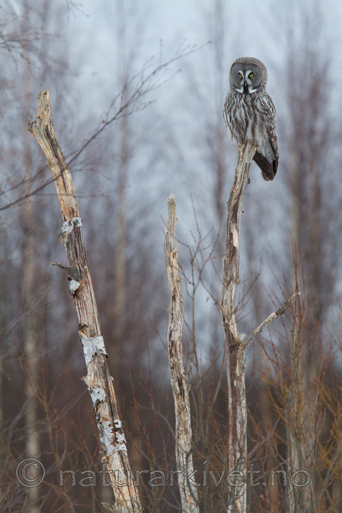 KA_120323_0769 / Strix nebulosa / Lappugle
