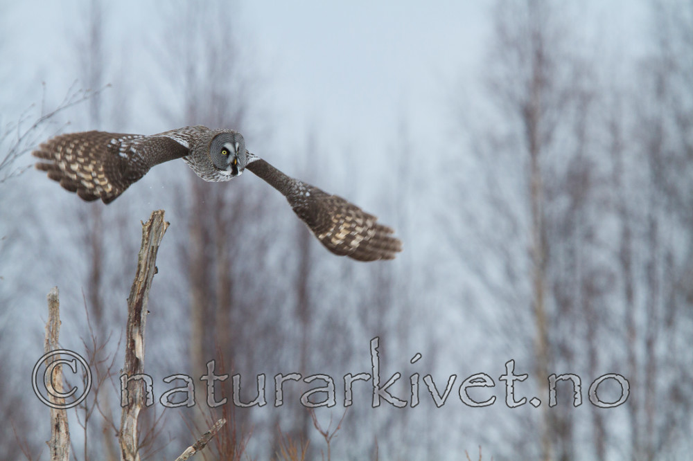 KA_120323_0774 / Strix nebulosa / Lappugle