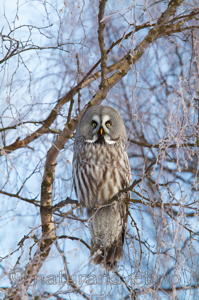 KA_120324_0789 / Strix nebulosa / Lappugle