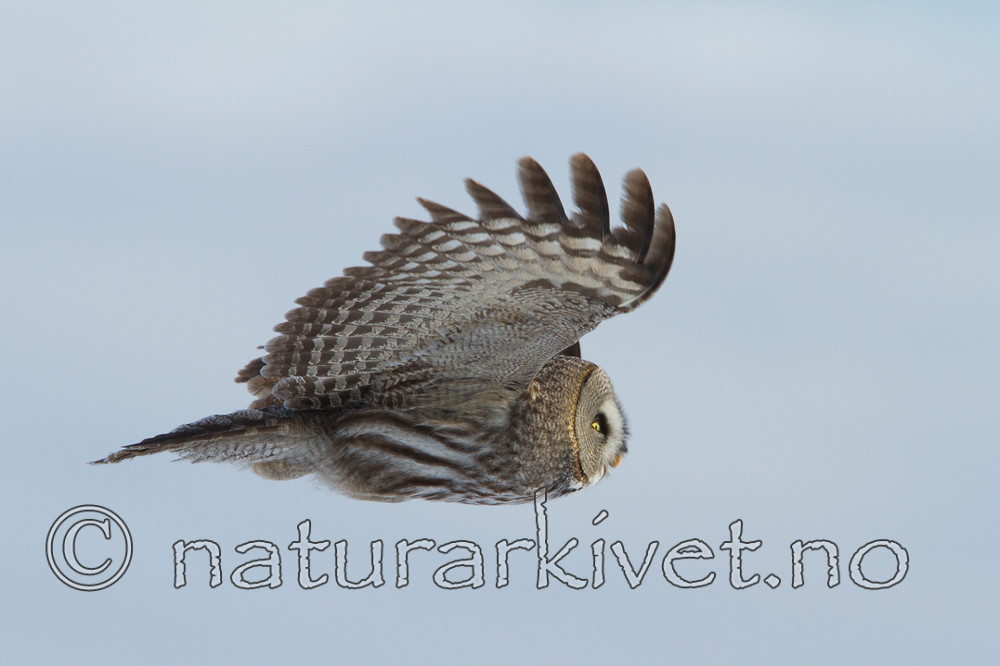 KA_120324_0803 / Strix nebulosa / Lappugle