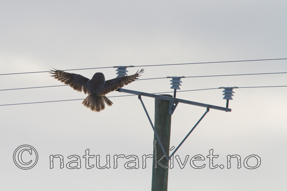 KA_120324_0805 / Strix nebulosa / Lappugle