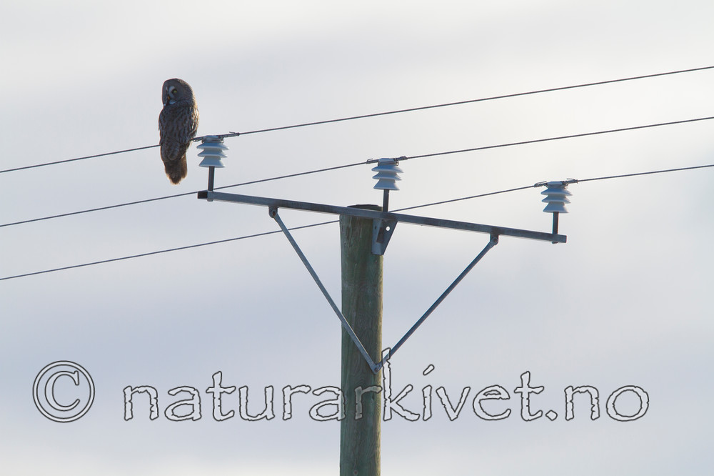 KA_120324_0816 / Strix nebulosa / Lappugle