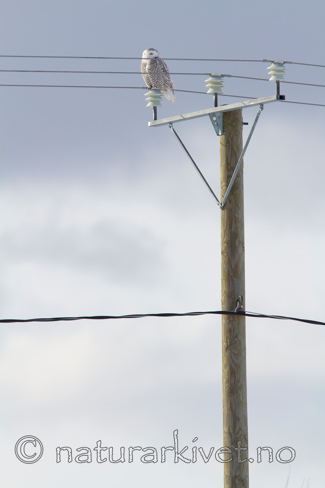 KA_120324_0828 / Bubo scandiacus / Snøugle