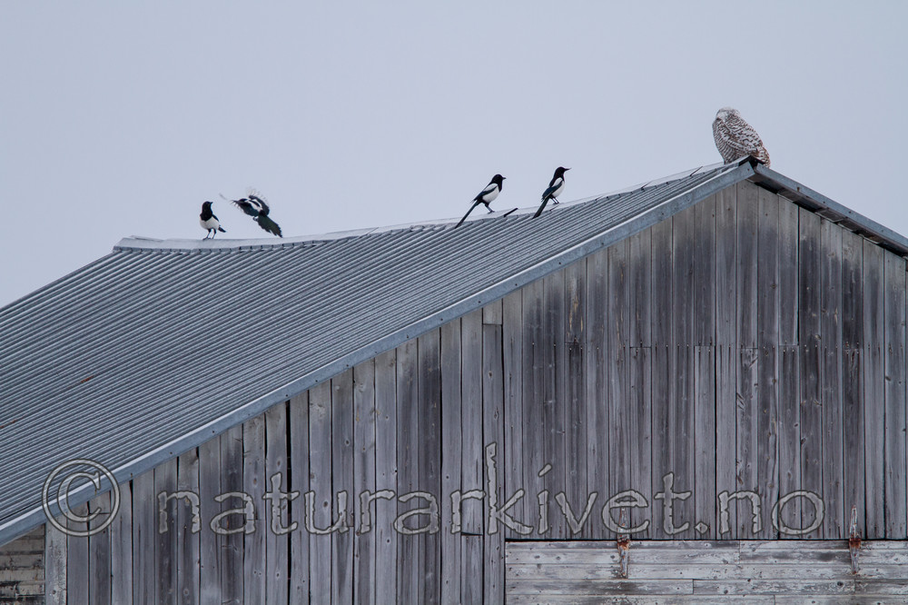 KA_120325_0850 / Bubo scandiacus / Snøugle
