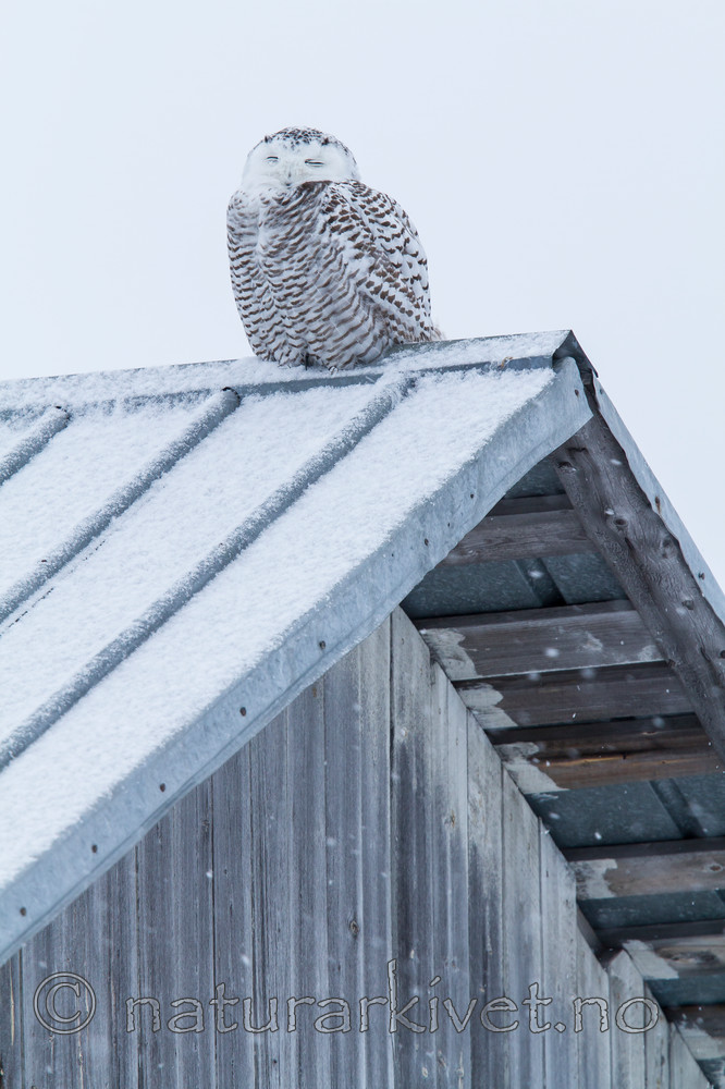 KA_120325_0868 / Bubo scandiacus / Snøugle