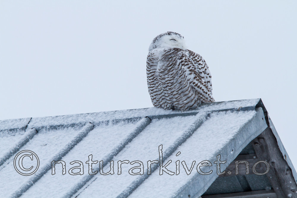 KA_120325_0873 / Bubo scandiacus / Snøugle