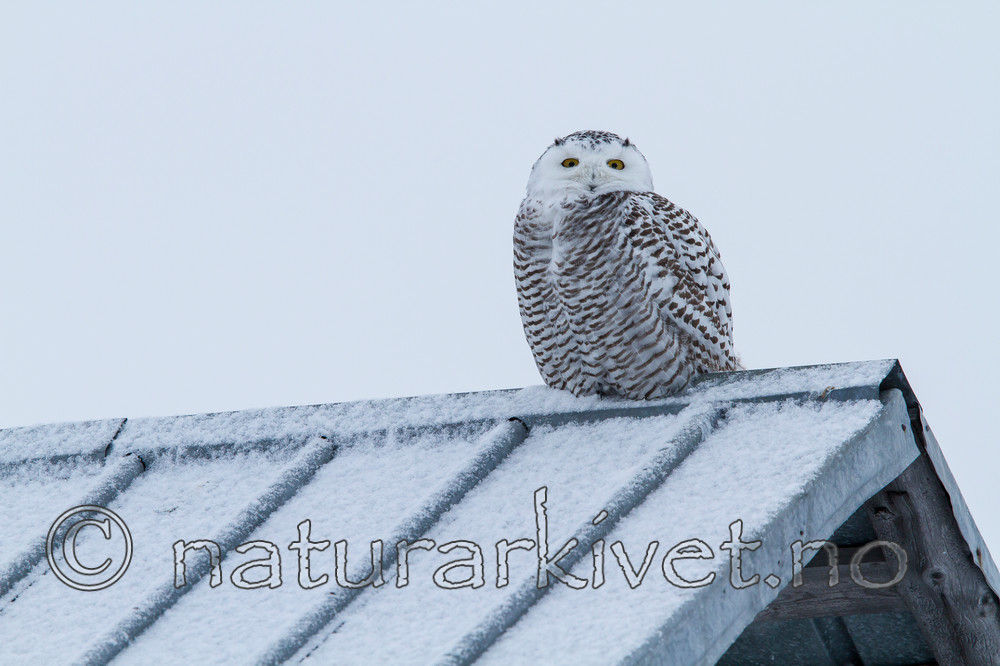 KA_120325_0883 / Bubo scandiacus / Snøugle