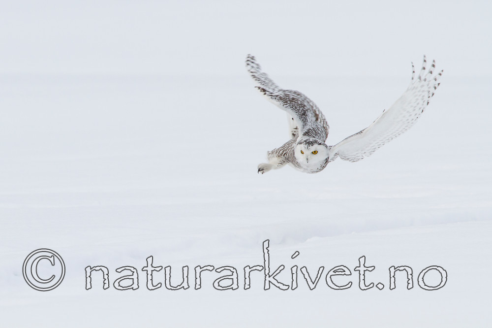 KA_120325_0902 / Bubo scandiacus / Snøugle