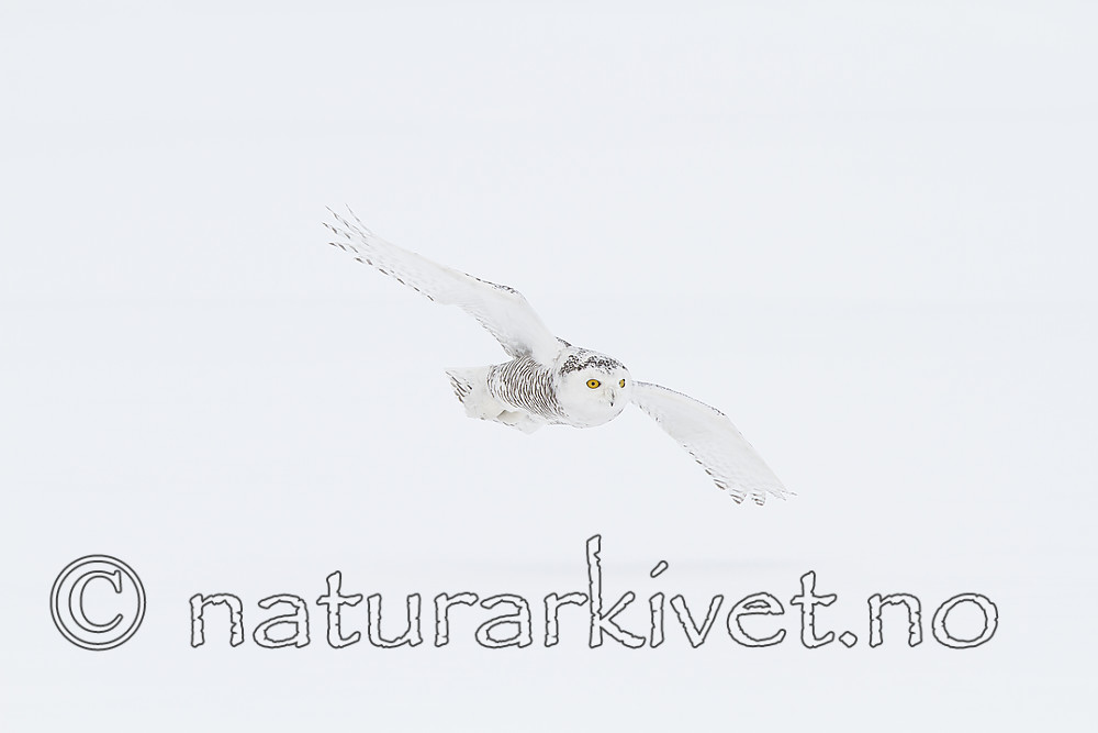 KA_120325_0927 / Bubo scandiacus / Snøugle