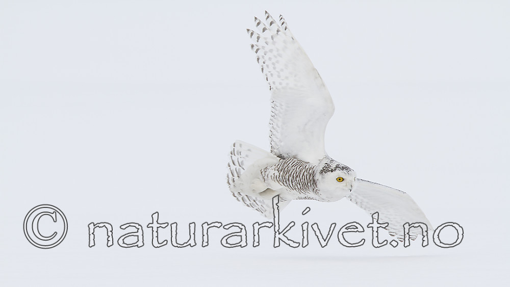 KA_120325_0929 / Bubo scandiacus / Snøugle