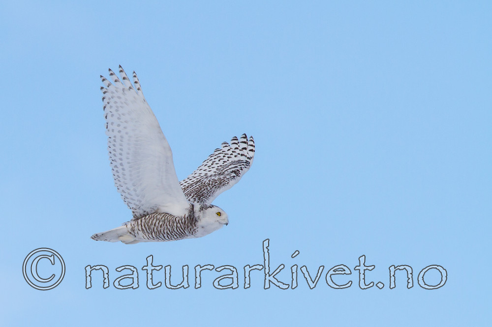 KA_120325_0969 / Bubo scandiacus / Snøugle