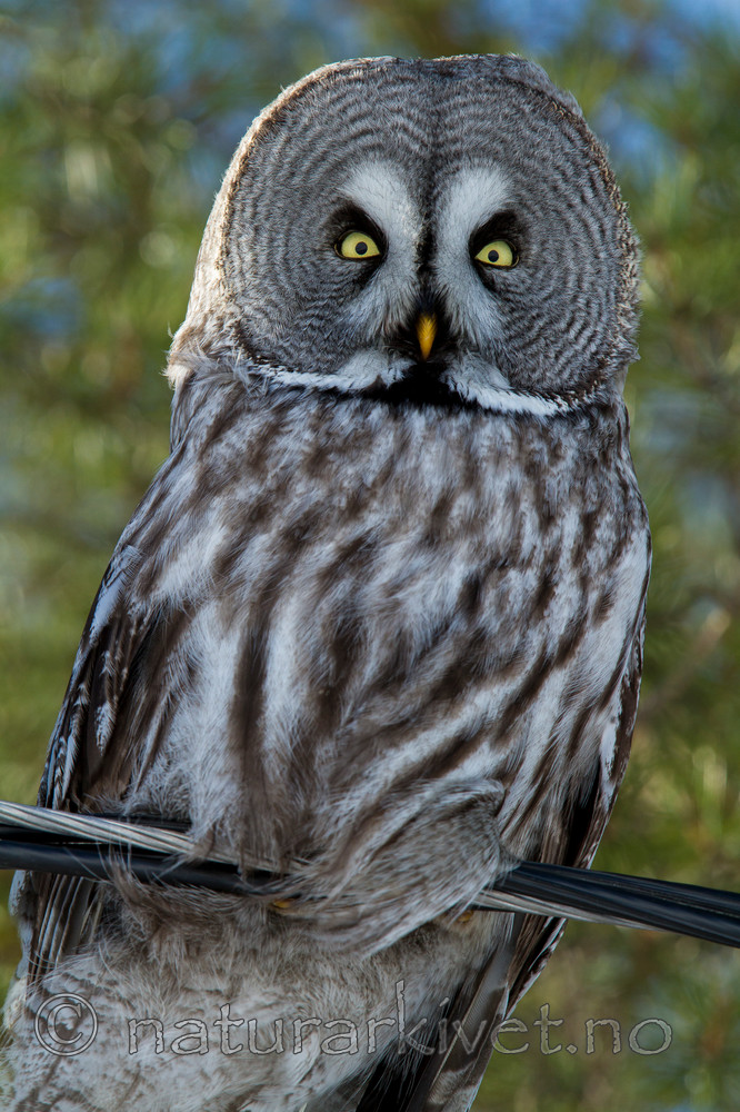 KA_120325_0986 / Strix nebulosa / Lappugle