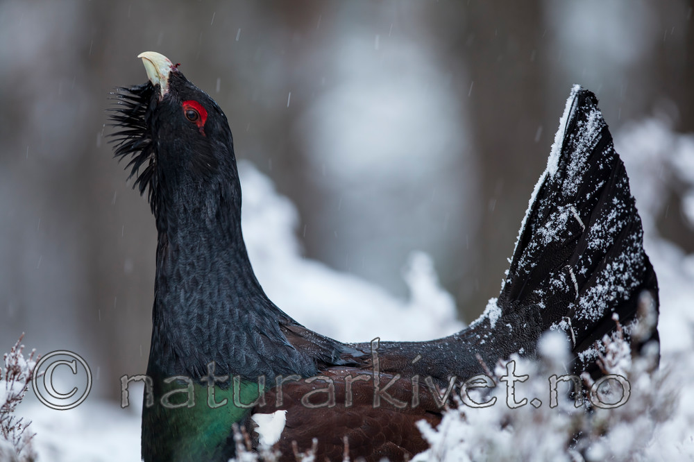 KA_120421_4837 / Tetrao urogallus / Storfugl