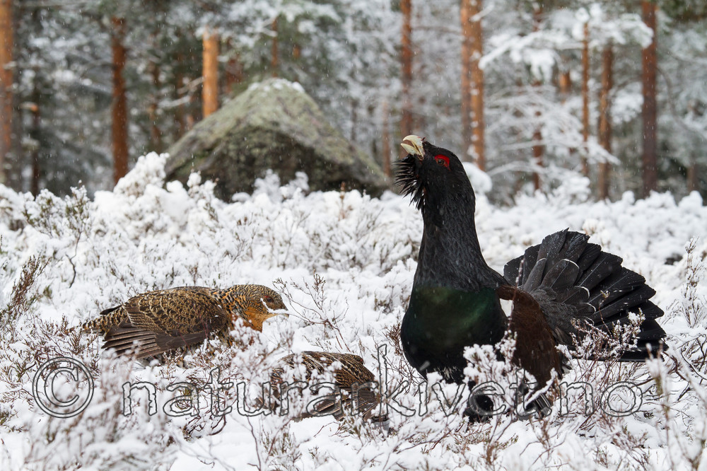 KA_120421_4871 / Tetrao urogallus / Storfugl