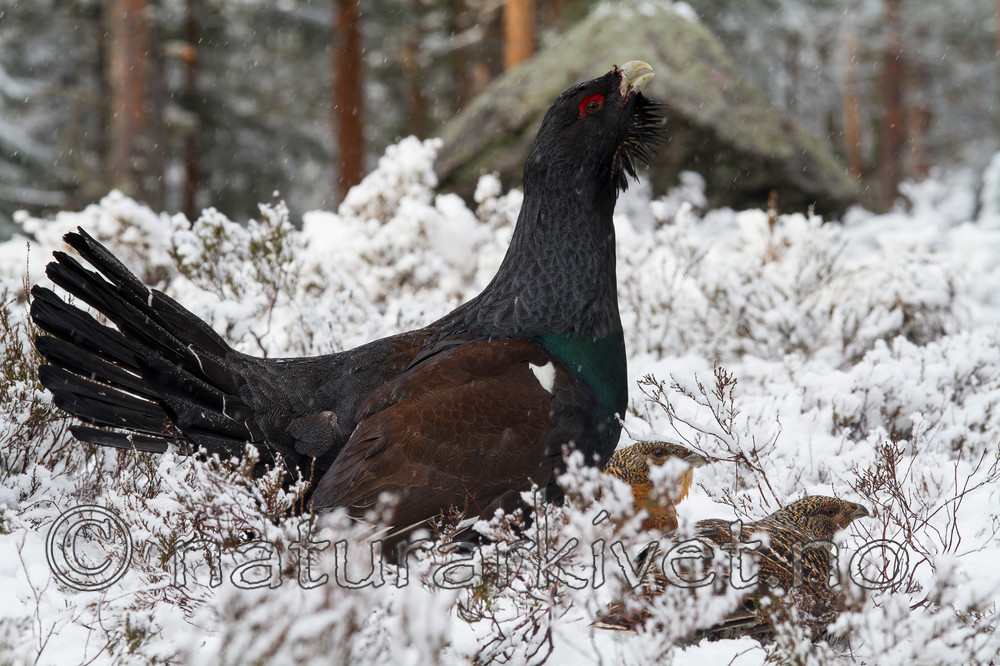 KA_120421_4872 / Tetrao urogallus / Storfugl