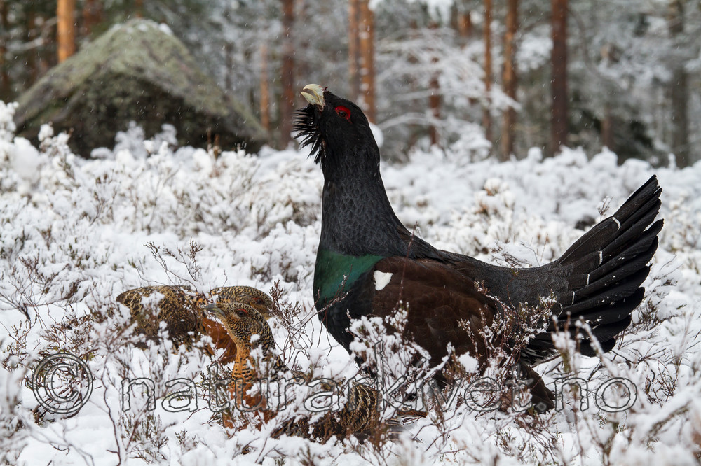 KA_120421_4879 / Tetrao urogallus / Storfugl