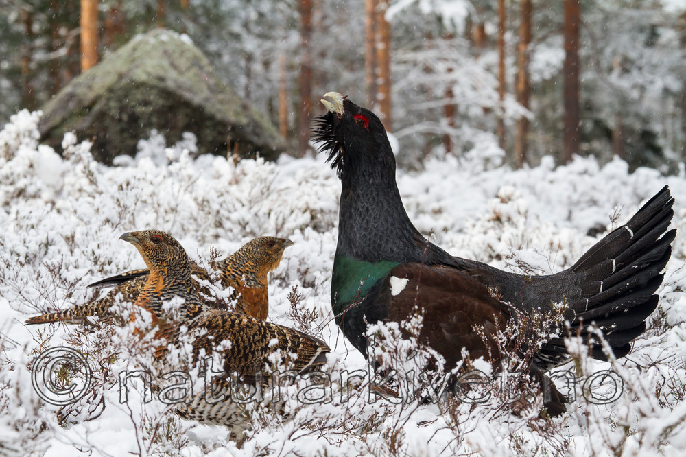 KA_120421_4881 / Tetrao urogallus / Storfugl