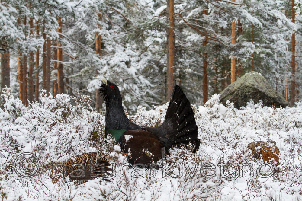 KA_120421_4886 / Tetrao urogallus / Storfugl