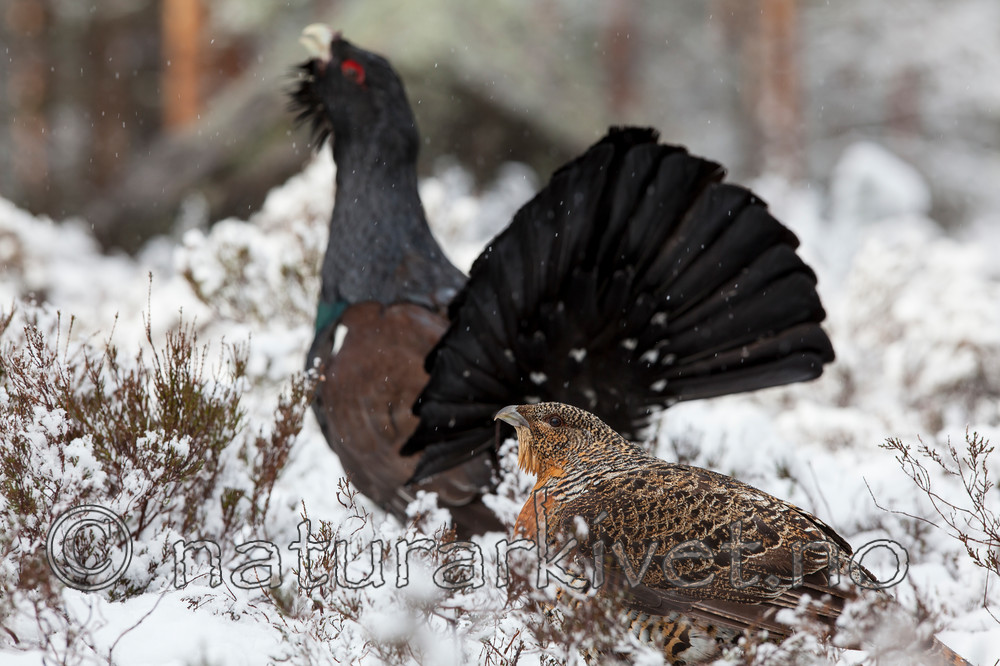 KA_120421_4890 / Tetrao urogallus / Storfugl