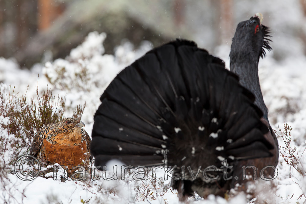 KA_120421_4895 / Tetrao urogallus / Storfugl