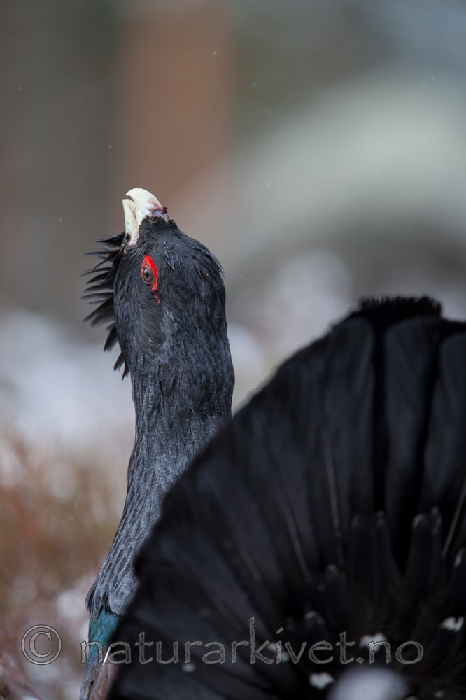 KA_120421_4916 / Tetrao urogallus / Storfugl