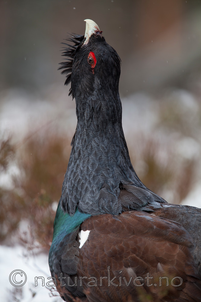 KA_120421_4920 / Tetrao urogallus / Storfugl