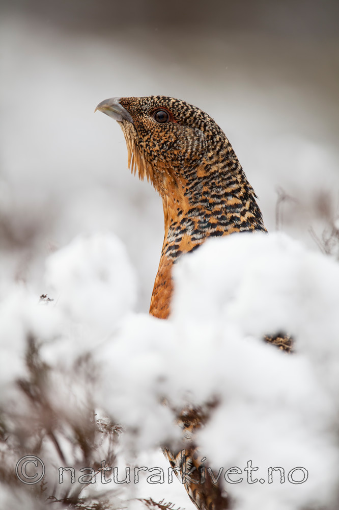 KA_120421_4936 / Tetrao urogallus / Storfugl