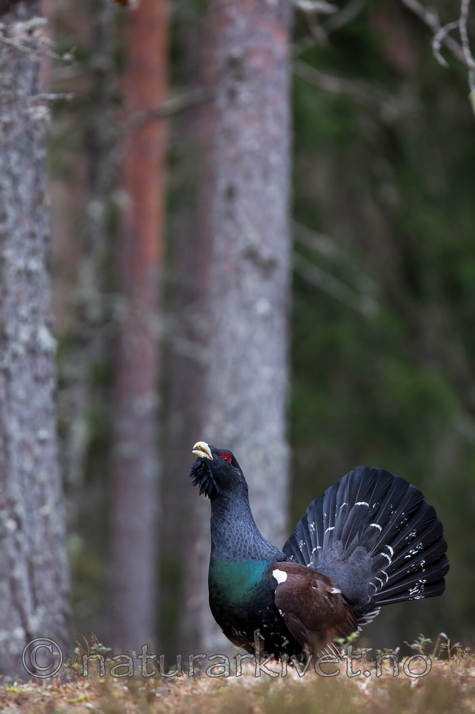 KA_120422_4975 / Tetrao urogallus / Storfugl