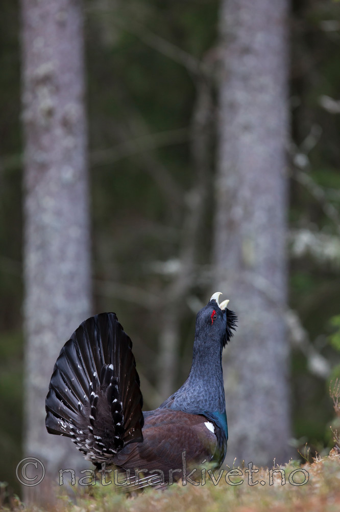 KA_120422_4977 / Tetrao urogallus / Storfugl