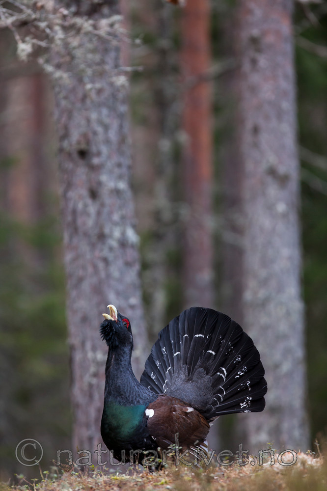 KA_120422_4980 / Tetrao urogallus / Storfugl