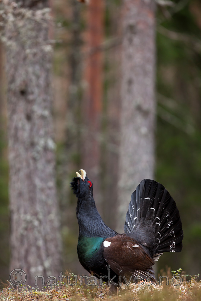 KA_120422_4989 / Tetrao urogallus / Storfugl