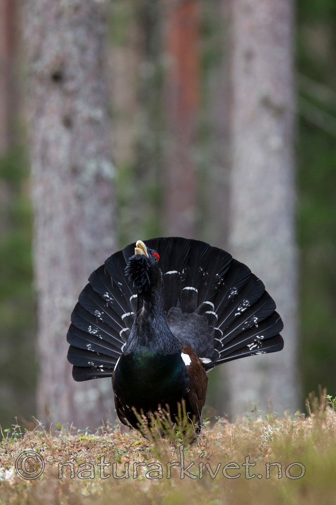 KA_120422_4998 / Tetrao urogallus / Storfugl