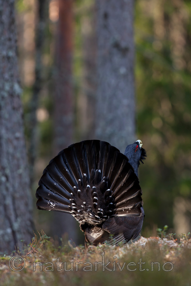 KA_120422_5002 / Tetrao urogallus / Storfugl