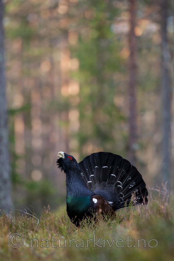 KA_120422_5005 / Tetrao urogallus / Storfugl