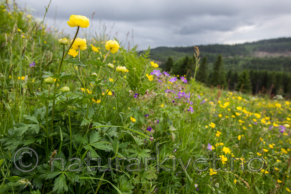 KA_120614_2547 / Trollius europaeus / Ballblom