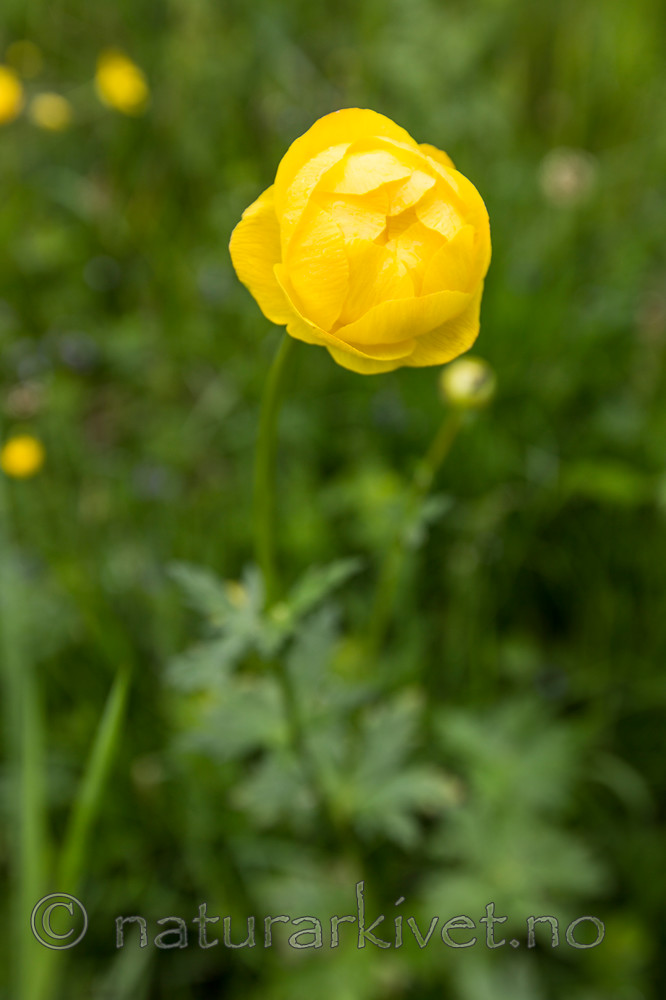 KA_120614_2551 / Trollius europaeus / Ballblom