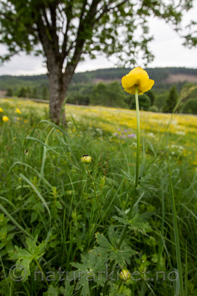 KA_120614_2552 / Trollius europaeus / Ballblom